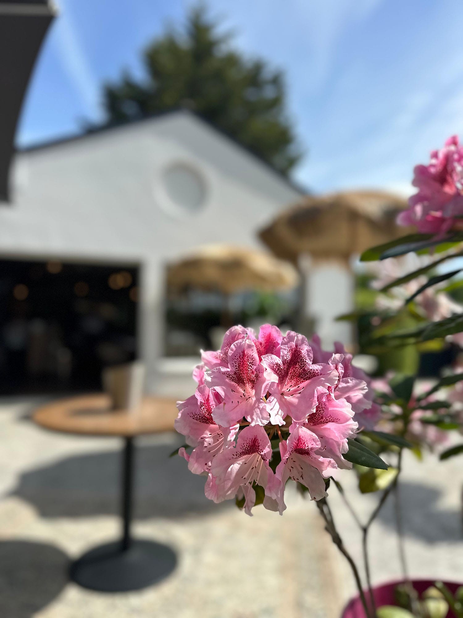 une fleur dans la cour de la Ferme Restaurant