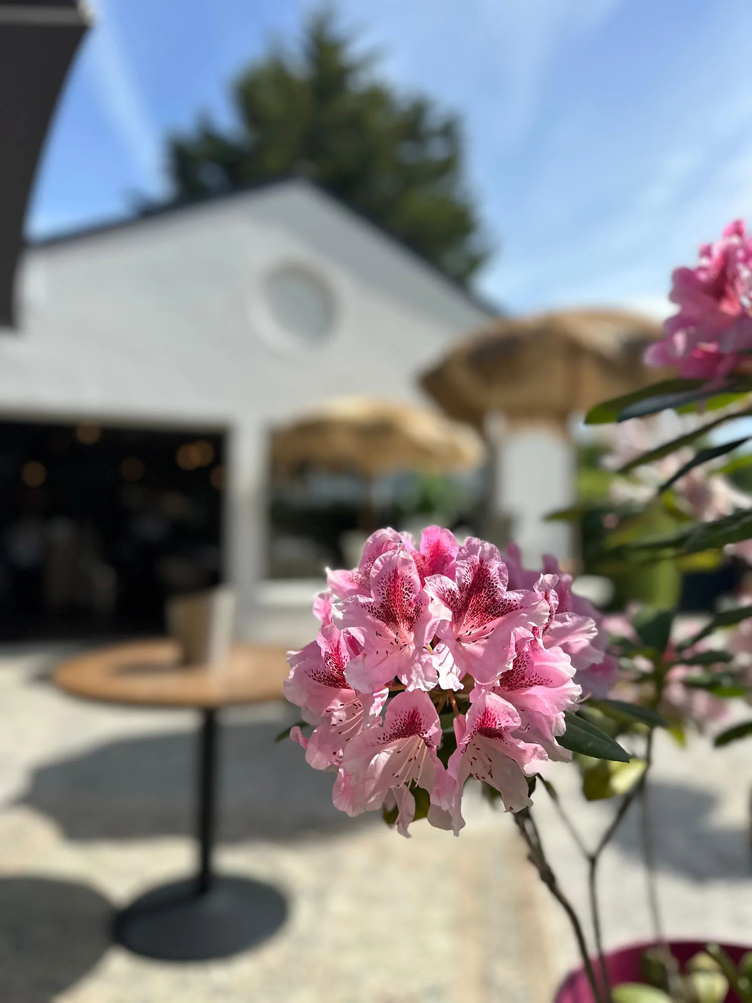 une fleur dans la cour de la Ferme Restaurant